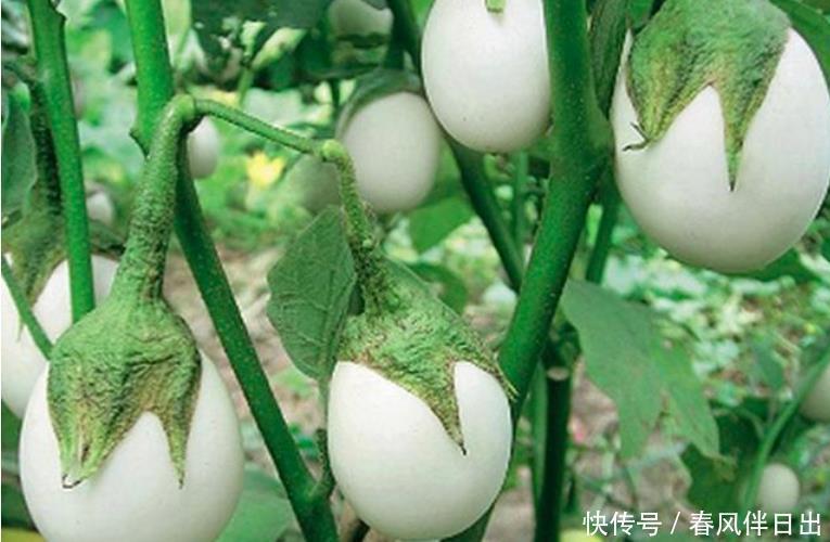 阳台养盆“鸡蛋”,生长快结果多,3天采摘1次,够全家吃!