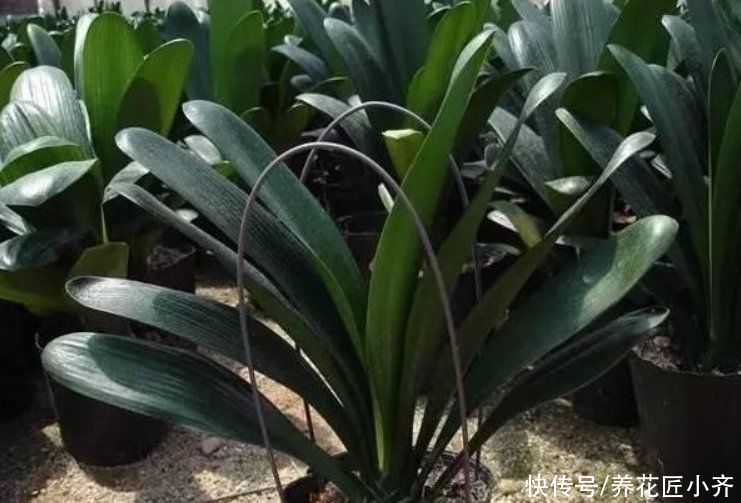 君子兰越养越难看？掌握这3个小技巧，叶片整齐油亮，侧看一条线