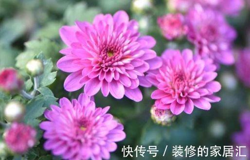 蔷薇花|从8月7日开始,家养此款花卉,气味芬芳怡人,色彩柔美和婉