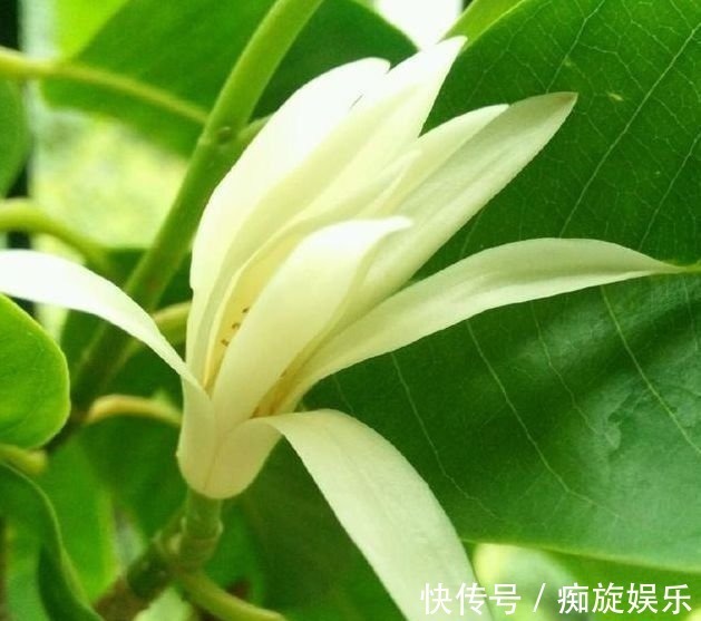 开花最香的几种花,家里养一盆,花开不断,还能旺财!