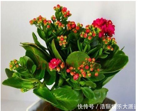 养护|用筷子戳个洞,滴上几滴“它”,“4种花”超喜欢,蹭蹭长不停!