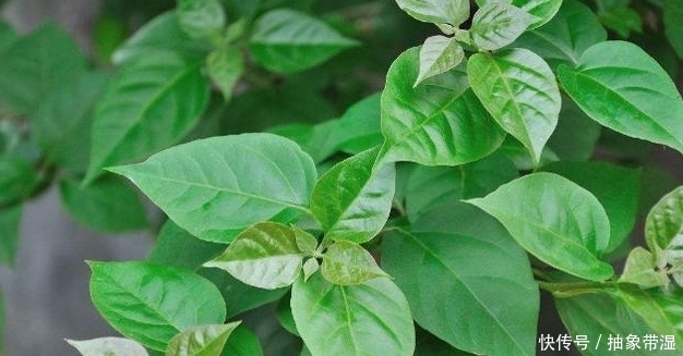 浇水|三角梅叶子总发黄干枯,做好这几点,叶子绿花猛开