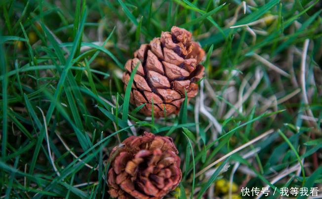 调理|既能润肠通便,又能润肺调理咳嗽,一味药食同源的中药材