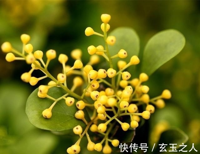 水仙花|农历10月26小雪后，养什么花？以下3种花，寓意生活如意事业高升