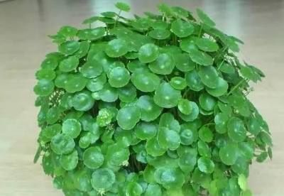 太阳花|这些盆栽花卉是家里最好养的,想养死都难赶紧养一盆