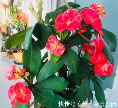 客厅别养“10种花”,虽然很漂亮,却是不利于健康的“危险花”