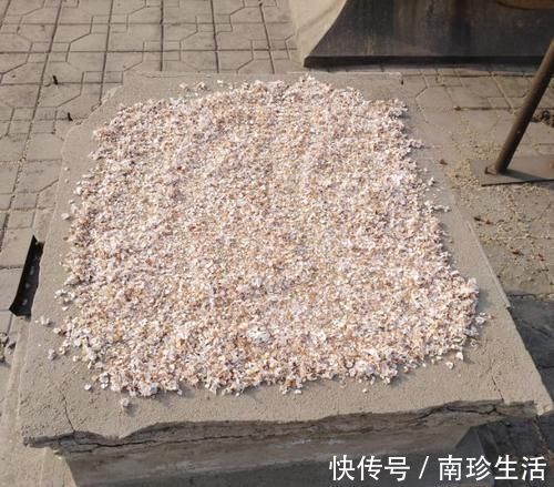 陈芝麻|5种粉末效果惊人，老花匠都爱用，撒盆里不黄叶，狂开花！