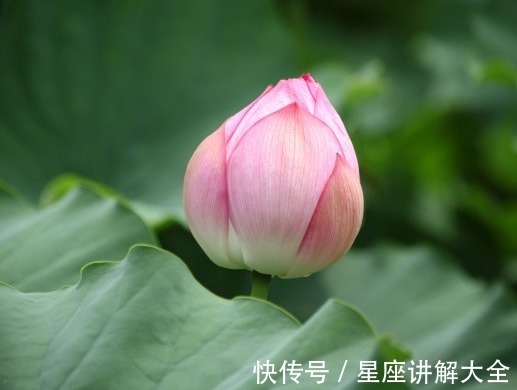 飞廉|步入9月中旬，4属相迎来桃花朵朵，机遇不断，生活大放光彩