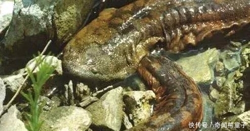 南京紫金山上也有娃娃鱼?