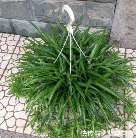 白浆|老婆每天喂吊兰一口“白浆”,它就像打了激素,现在都管不住了