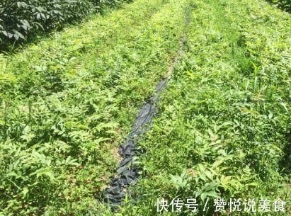 糖尿病|一旦查出糖尿病,再穷也要吃“它”,稳定血糖比胰岛素都强