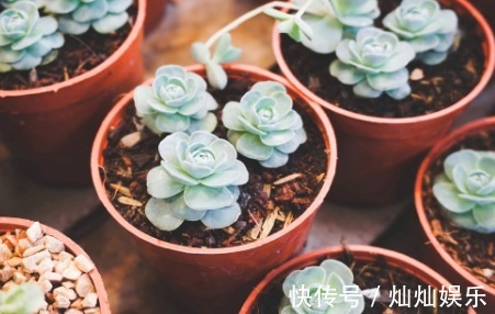 养多肉什么时候浇水教你浇水的4个小窍门,让多肉越长越茂盛