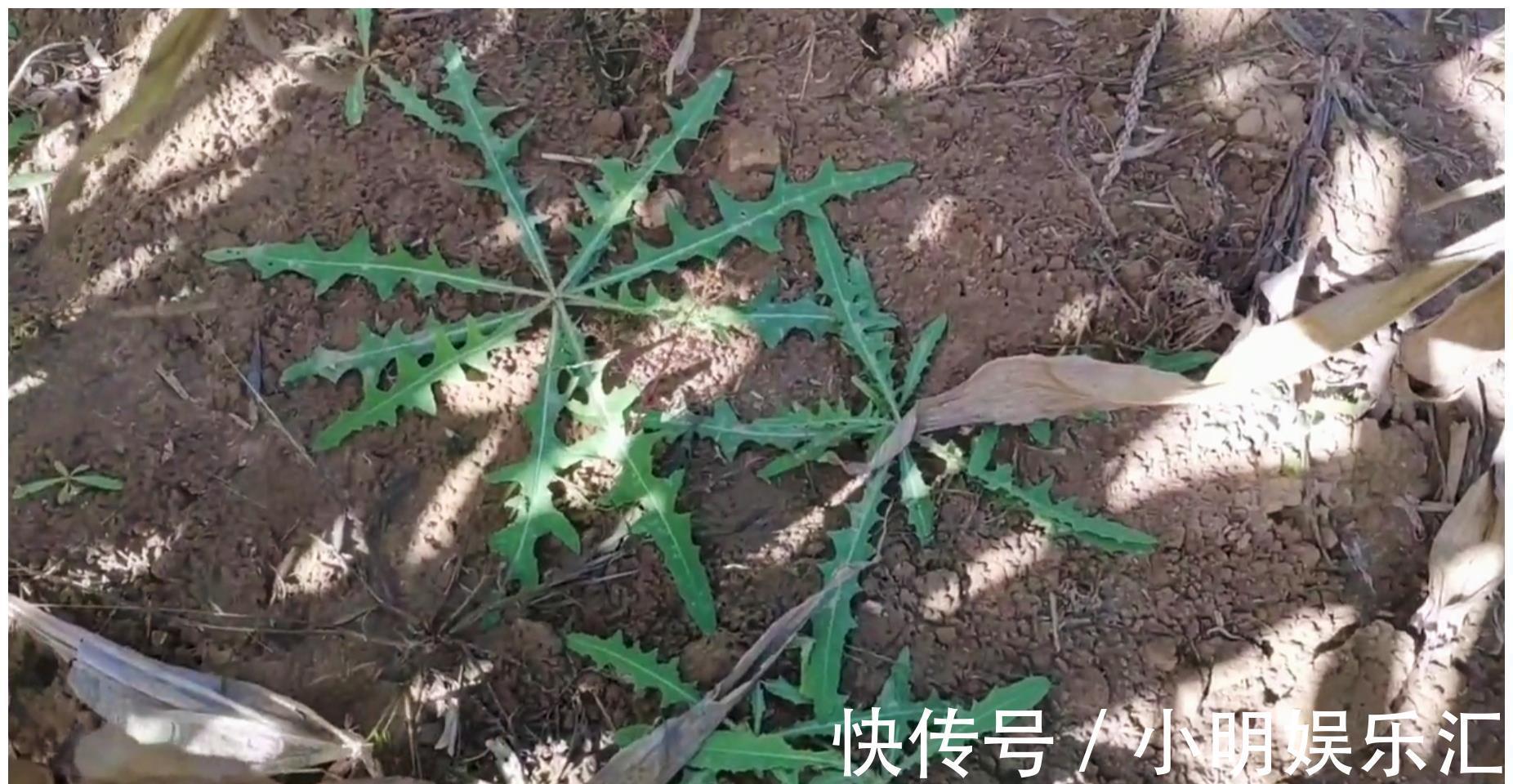 采摘|长在路边的20种杂草可以当作野菜食用,你认识几种?