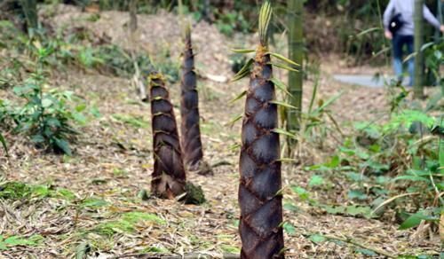 果蔬菜|女性总是担心自己老的快,建议多吃三种食物,营养含量高抗衰老