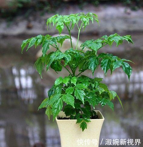 盆栽|幸福树盆栽，养护注意“4点”，新芽多，特别茂盛，还能养开花