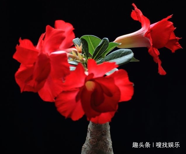 此花花姿优美,艳丽如火的花色极其耀眼夺目,寓意为爱你至死不渝