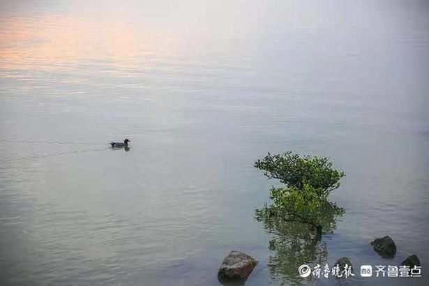 深圳湾|如诗如画的深圳湾景色