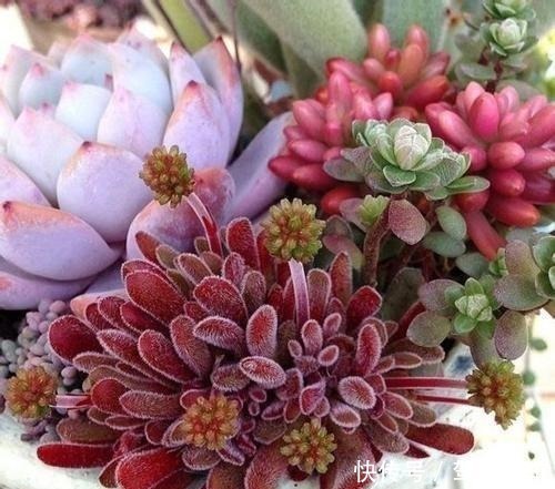 小花|多肉用土要谨慎,用了“铺面石”养一盆死一盆,想过夏赶紧换土!
