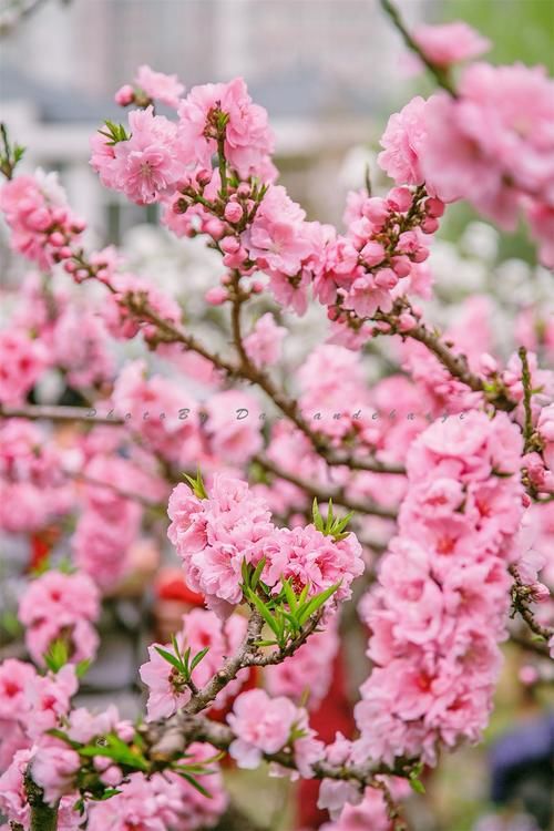 济南百花盛开，周末可以一起去赏花踏春，错过这个春天又得等一年