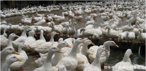 为啥|为啥活鸭一只50元,烤鸭却只需18元?说出来你们信不