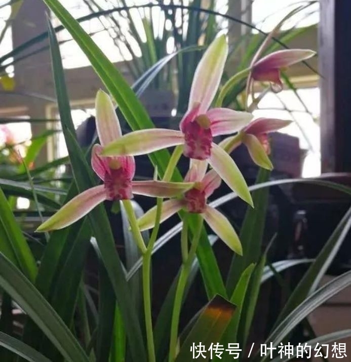 4种花比牡丹还漂亮,比绿萝还好养,年年花开不断