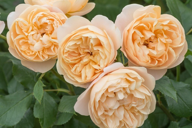 喜欢菊花，那就养“精品玫瑰”罗尔德玫瑰，美丽淡雅，甜蜜可人！