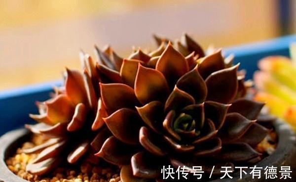 适应能力|暗黑系多肉黑王子,外形硬朗帅气,常被误认为出自东云系