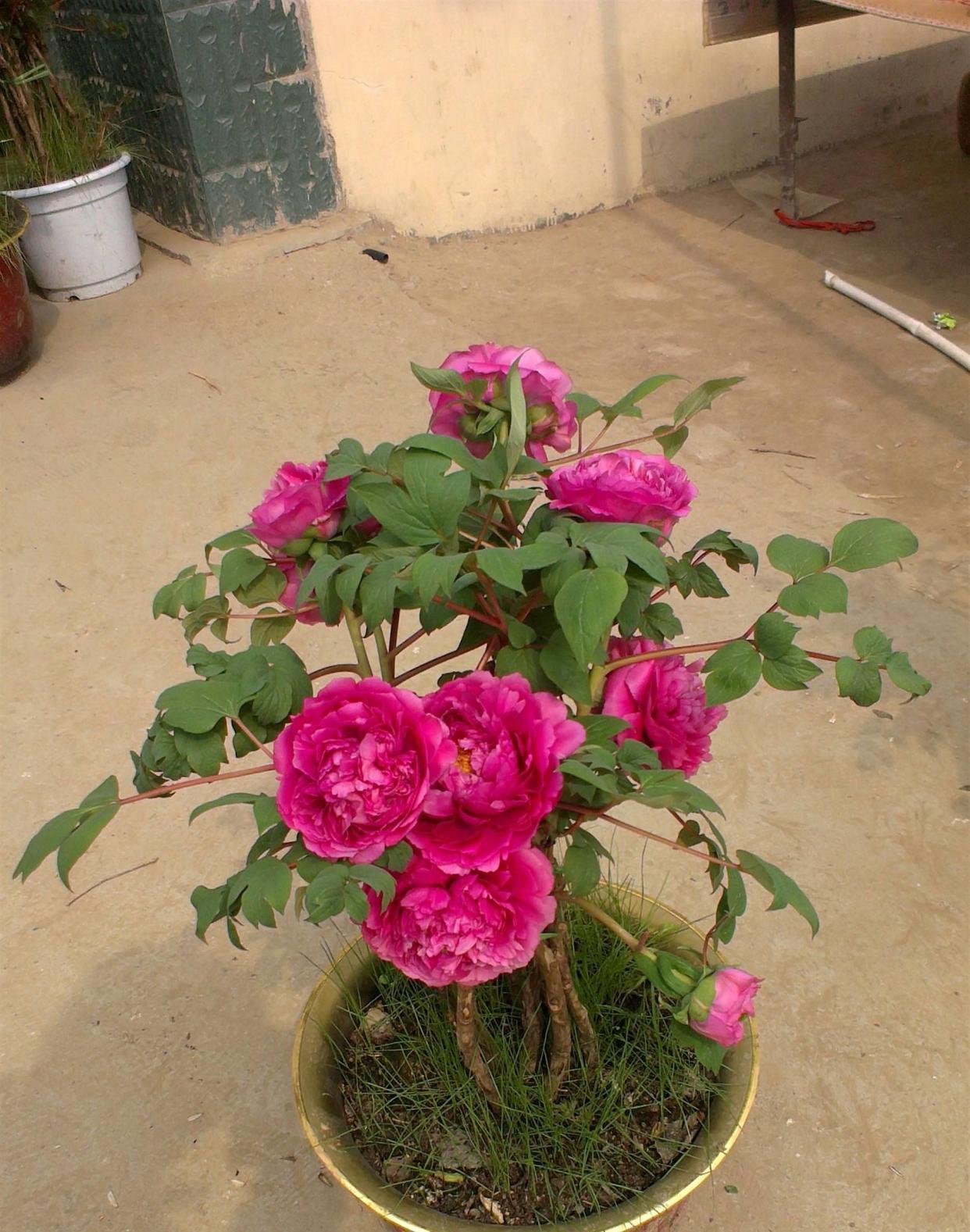 老桩|6种富贵花,全都“寿命长”,轻松养成老桩,越大越“旺家”