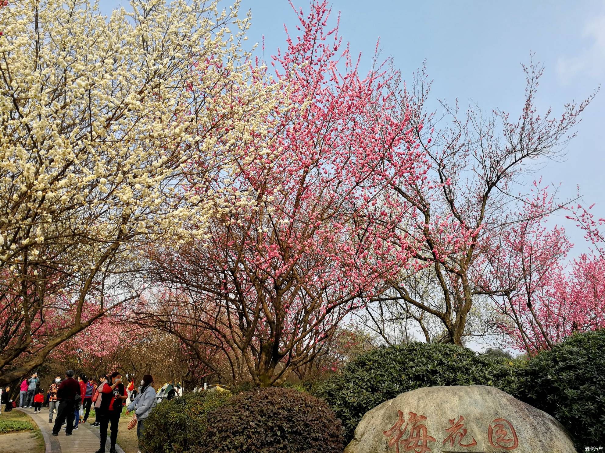 中年|大年初一的成都植物园