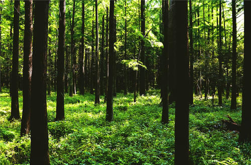 日照免费海水浴场有哪些，这三处人人爱去的游玩地点包你回味无穷