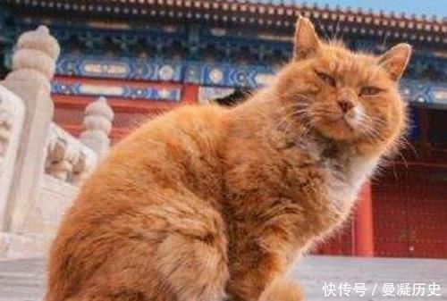 做生意|那些有奇葩嗜好的皇帝偷东西，做生意，养猫，雍正嗜好最高级