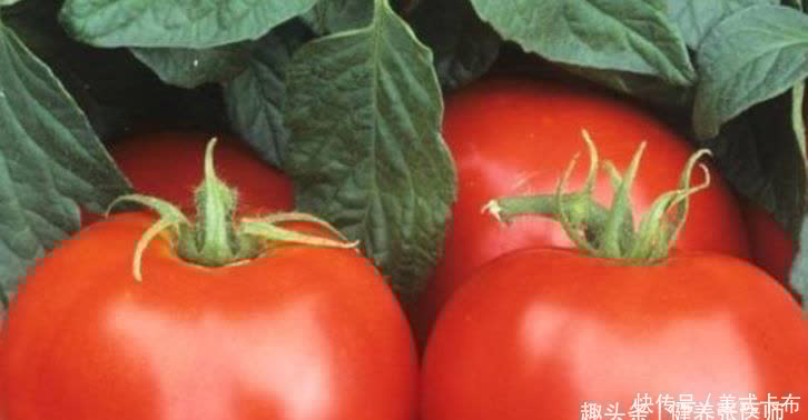 食物|人到中年想长寿,3种食物换着吃,保护肠胃健康,还能排毒抗衰老