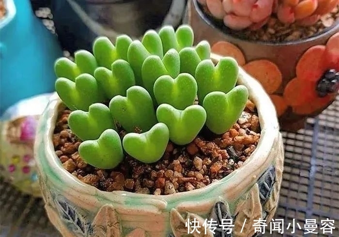 漂亮|20个难得一见的多肉植物,每一个都漂亮极了