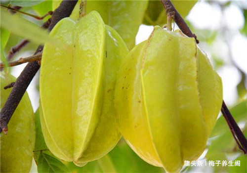 苜蓿菜|女性不愿早衰，常食四種食物，美容養顏，滋補身體，早知早好