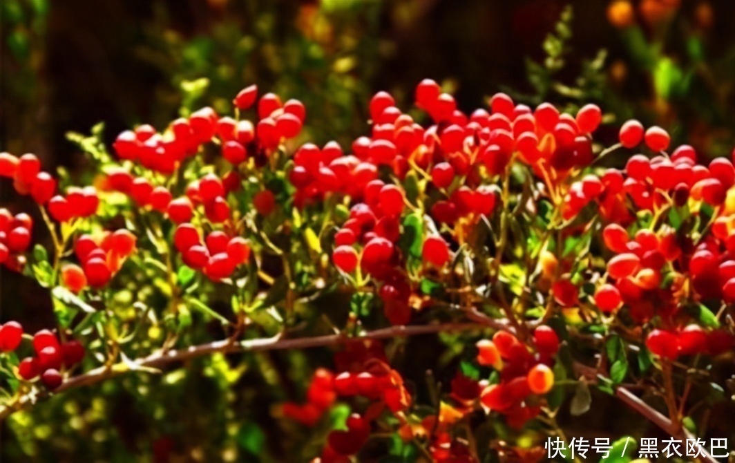 菊花|3种食物,刮油去脂最厉害,尤其是最后一种,很多人都喜欢