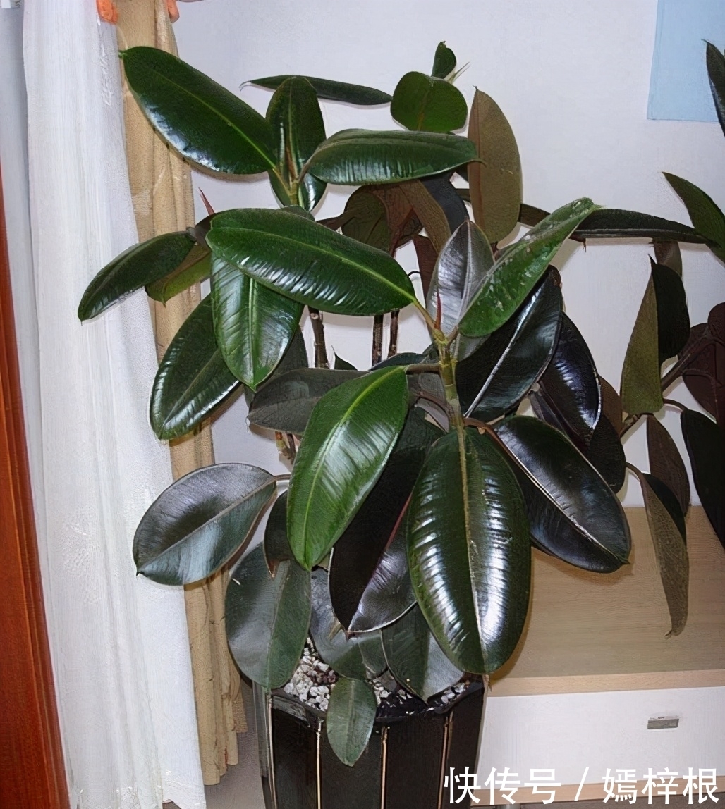 室内养花,10种绿植比花好看,随你挑