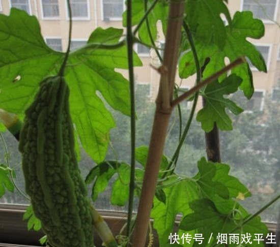 梁山108将中最聪明的人,谎称回乡探母,逃过招安生死大劫!