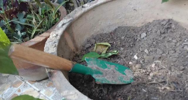 家家有的一种“饭渣”,可是“肥王”,花盆挖2勺,养花蹭蹭长