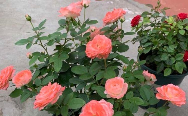 养花换盆时,多“加”1物,花卉“10年”不烂根,叶子绿,开花多