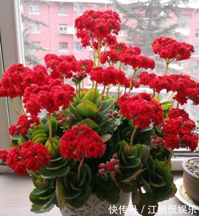 新芽|养长寿花，按照“季节”合理“晒太阳”，新芽多，开花就爆盆