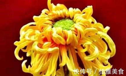 喜欢菊花,那就养盆“珍稀名菊”檀香钩环,花似黄金,花型似碗