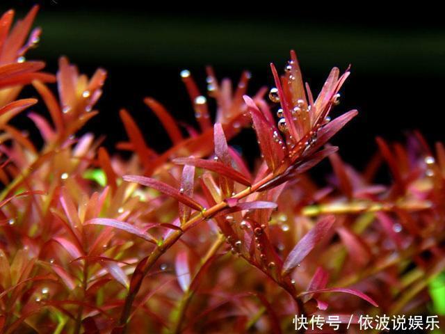 血心兰|找个大水缸,养几种“水草”,比绿萝吊兰都好养,花色红火喜庆