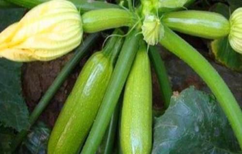 排毒|秋天女性适合坚持吃3种食物，美容养颜，杀菌排毒，预防妇科疾病