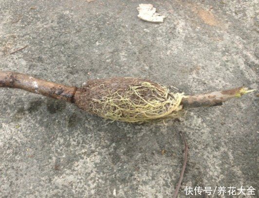 大粗杆子扦插，泥巴一裹就生根，秒变老桩大户