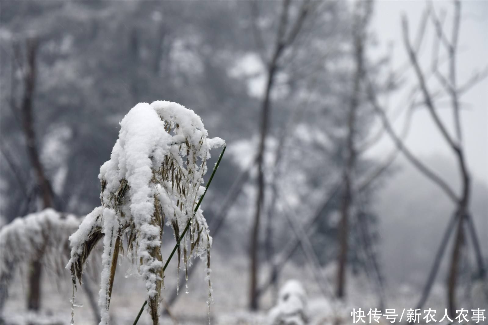 白茫茫|四川广元：苍溪发生了什么？到处都是白茫茫的，人们却不淡定了