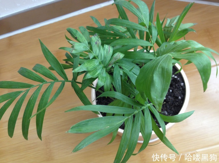 绿萝|家家养绿萝,腻味!不如养这3种,好活、颜值高、净化效果不错