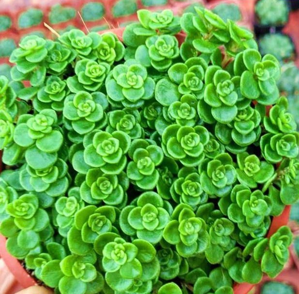 以下这种花就是要少浇水，一根枝条沾土就能活，绝对是懒人的最爱