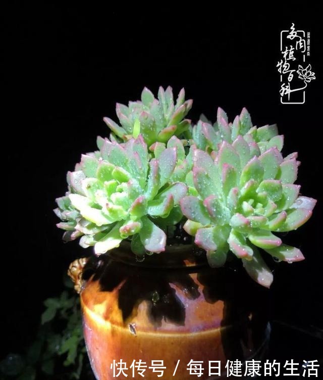 如何让多肉变美看看我是如何宠它们的！如何让多肉变美看看我是如何宠它们的！
