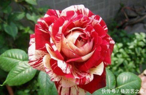 适合新手养护的几款花卉，堪称劳模，花期超长绚丽多彩