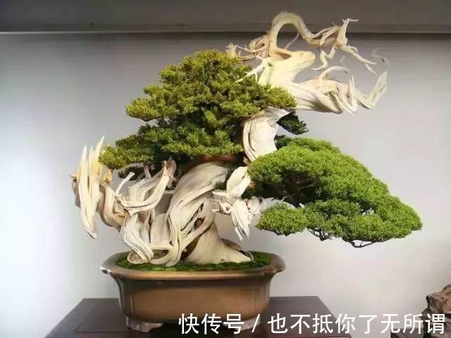 龟甲牡丹|世界上最名贵的花，一盆就是一座房子！